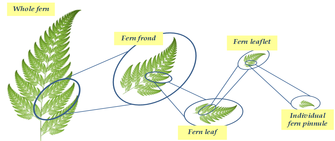 Fern6